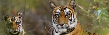 Best Of South India